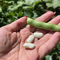 fresh grown beans