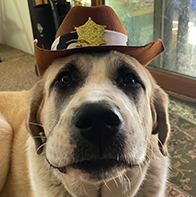 jezebella the dog with a cowboy hat