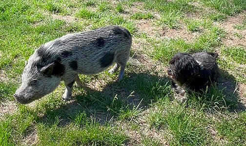 wednesday the pig and beans the dog in the grass
